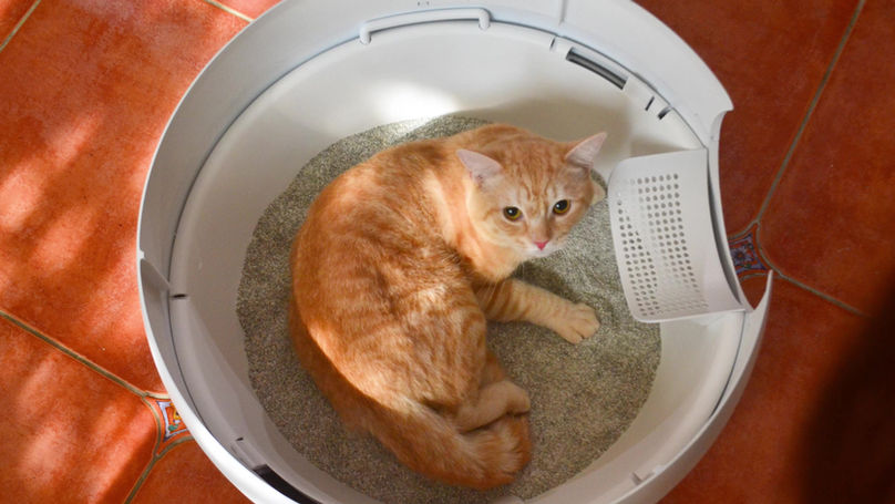 Ginger & Janar litter box
